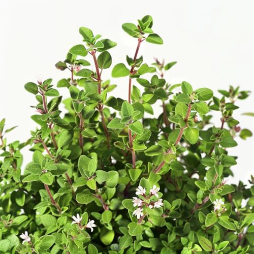 250 Marjoram Seeds Officinale - SemiSauvage Permaculture