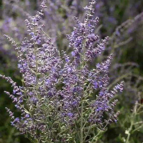 Blauraute, blühende sträucher winterhart exotische stauden winterhart mehrjährig sträucher garten balkonpflanzen seltene alte sorten wildblumensamen bio schmetterlingswiese 150Samen