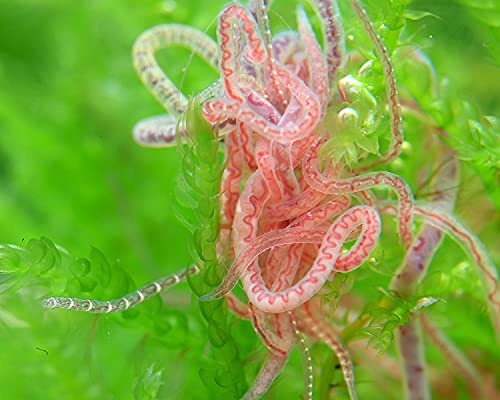 NatureHolic Lebendfutter: Tubifex - Nährstoffreiches Futter für Fische, Garnelen, Krabben, Zwergkrebse, junge und adulte Flusskrebse - Wasserbewohner - Nachzucht möglich - 180g