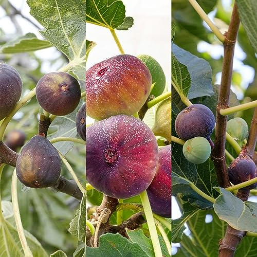 Carbeth Plants Ficus Fig Tree Plant - 3 x 9 cm Mixed Fig Fruit Tree in a Pot - Miniature Patio Fruit Trees - Figs Outdoor and Garden