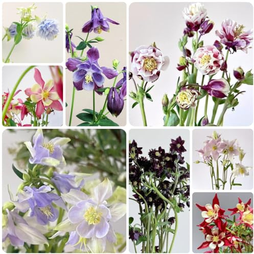 semillas de aguileña perenne resistente, macizo de flores con semillas orgánicas Plantas en maceta resistentes al aire libre flores ornamentales decoración floral semillas de prado de 550pcs