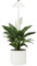 Parus by Venso SUNLiTE 7W LED Vollspektrum Pflanzenlampe Weiß, Indoor Plants Pflanzen Beleuchtung, mit ausziehbarem Teleskopstab, Parus Pflanzenlampe für kleine und mittelgroße Zimmerpflanzen