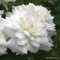 2 x Rosier - Rosa 'Sea Foam' pot 25-30 cm - Un charmant rosier couvre-sol pour toute l'année