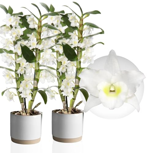 Orchideen Echte Pflanzen - Bambus Dendrobium Nobile White Passion - 2 große Zimmerpflanzen aus Holland - 30-40 cm hoch - mit Blüten und Duftend (Nicht künstlich, ohne Dünger und Topf, kein Samen)