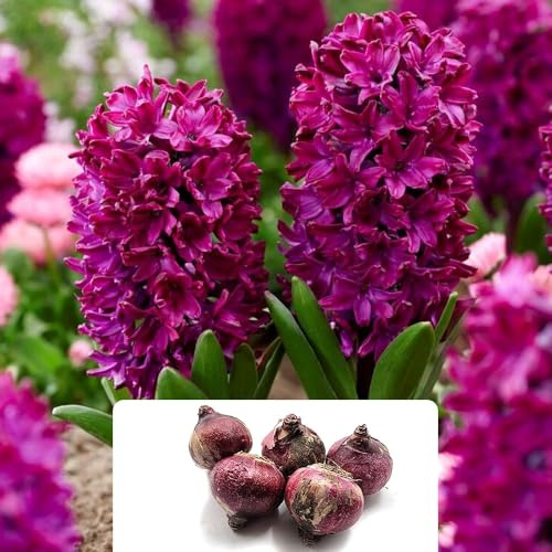 5 Pack Hyacinth Woodstock Bulbs - Dark Maroon, Fragrant Blooms - Adds Vibrant Colour to Your Garden - Easy to Scatter Plant, Cultivated for UK Climate - Perennial Spring Flowering Bulbs