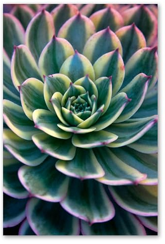 Postereck - 3041 - Sukkulente, Pflanze Natur Close Up Flora Grün - Wandposter Fotoposter Bilder Wandbild Wandbilder - Poster - 3:2-61,0 cm x 40,5 cm