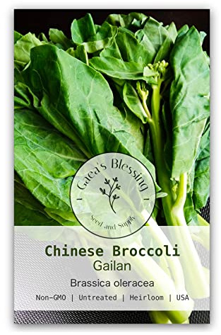 Gaea's Blessing Seeds - Gailan Seeds - Non-GMO Seeds with Easy to Follow Planting Instructions - Chinese Broccoli Chinese Kale Brassica Oleracea Kailaan Kai LAN 93% Germination Rate