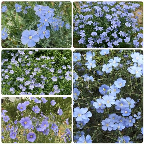 Semi di lino blu, Linum perenne, da giardino roccioso resistenti regali sostenibili semi di selvatici vecchie varietà perenni 550pcs