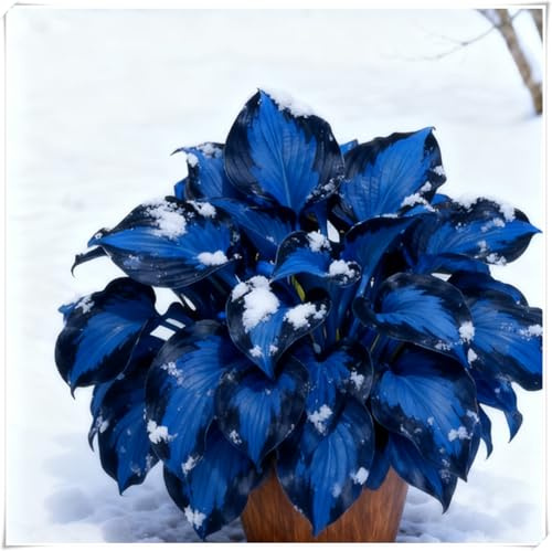 adatte per la decorazione di giardini e balconi,resistenti al freddo e alla siccità,miste,Bulbi di Hosta -Radici selezionate di hosta,-6 Bulbi-F