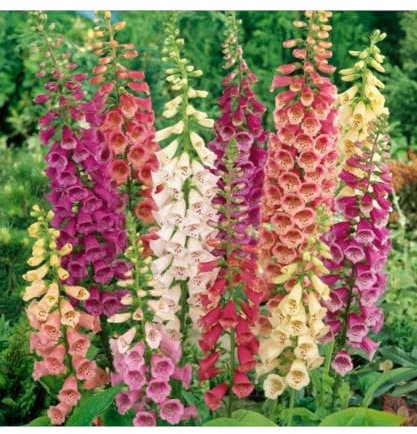 100 Graines a Semer - de DIGITALE GLOXINIA- DIGITALE GLOXINIA Mixte - Fleurs multicolores - 251