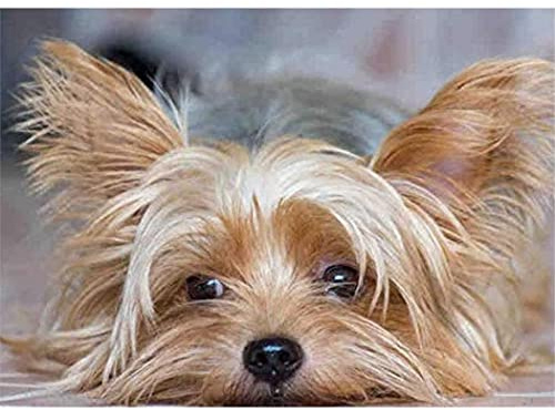 YSCOLOR Diamond Painting Diamantmålning Yorkshire Terrier Djur 5D Diamantkonstsatser För Vuxna Mosaikhantverkssatser 30X40cm