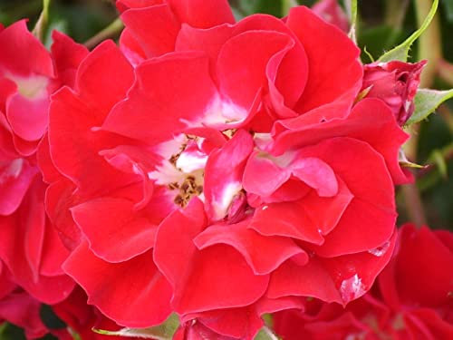 'Rambling Rosie' Potted Rose - Abundance of Bright Red Roses - Rambling Rose - 4l Pot