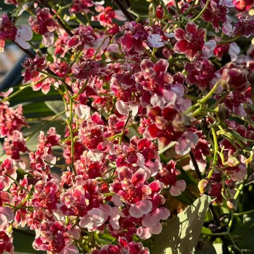 Semi di orchidea Oncidium - semi esotici Oncidium hybridum - decorazione floreale semi di orchidea regali per gli amanti del giardino rare decorazione del soggiorno 350pcs