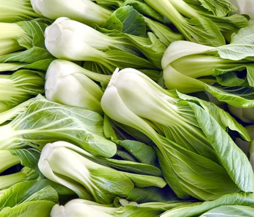 1 Pack of 500 SEEEDS Pak Choi Canton Dwarf White