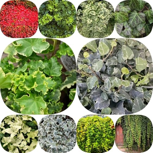 Semi di edera resistenti prodotti sostenibili sempreverde, resistente al freddo resistenti esterno in vaso d'appartamento facili curare esotiche ufficio 500pcs