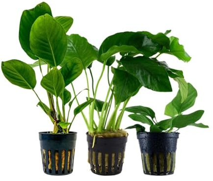AquaOne Akvarium växter I 3 x Anubias vattenväxter I abborre damm akvarieväxter I Anubias caladiifolia angustifolia barteri nana I Anubiasbassäng set