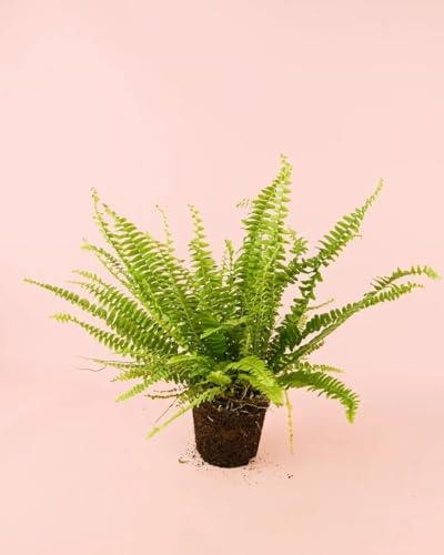 PUR PLANT Helecho Nefrolepis | Helecho de Boston Natural Pet Friendly | Planta de Interior Frondosa y Decorativa | Maceta de Ø12 cm
