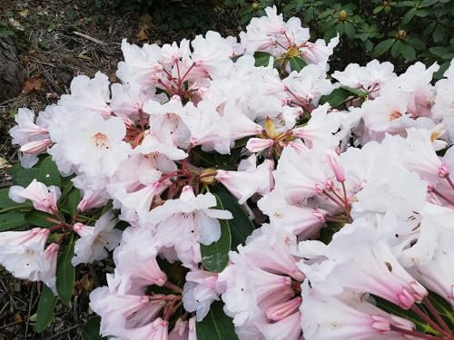 Großblumige Alpenrose Morgenduft - Rhododendron hybride Morgenduft - 40-50cm
