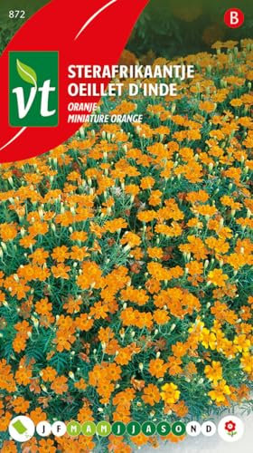 Semi di calendula in miniatura arancione - Estremamente fiorifera