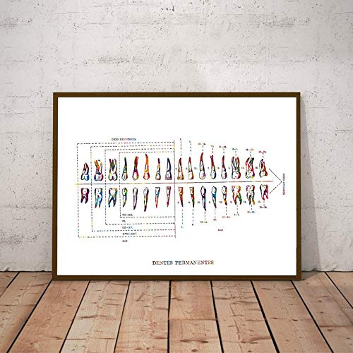 Cartel Médico Vintage De Dientes Humanos,Clínica Dental,Decoración De Arte De Pared,Anatomía Dental Humana,Impresiones Educativas,Pintura En Lienzo,Carteles E Impresiones - 50X70Cm