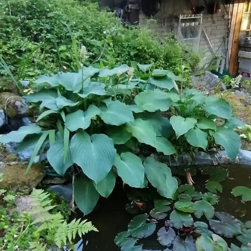 Semi di Hosta, regali sostenibili Hosta plantaginea, semi da giardino semi di varietà antiche esotiche 50pcs