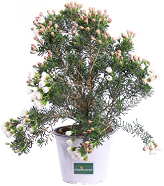 Pianta vera di Wax Flower Bianca o Chamelaucium Uncinatum da fiore ornamentale da esterno venduta da eGarden.store