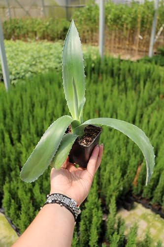 Agave blu “agave americana”, Piante vere da esterno, Pianta grassa in vaso 7x7 cm, Vivaio di Castelletto