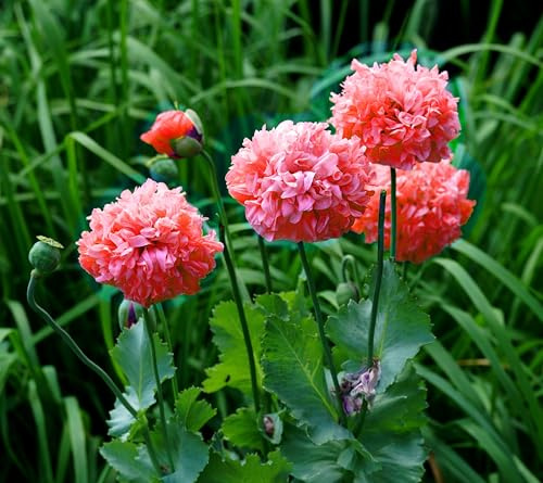 Mohn Frosted Salmon Peony – 100 Samen | Gefüllte lachsrosa Blüten mit zart aufgehellten Blütenrändern