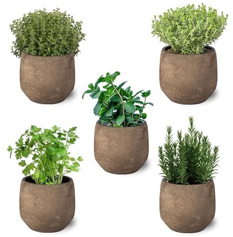 Pack de 5 Plantas Aromáticas Naturales - Perejil, Menta, Romero, Tomillo y Orégano - Hierbas Mediterráneas - ideal para regalar - Interior y Exterior (no incluye maceta cerámica)