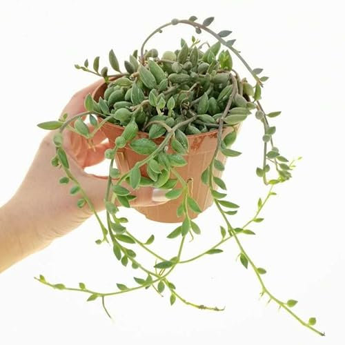 DECOALIVE Planta Natural Cadena de Gotas Suculenta Senecio Herreianus