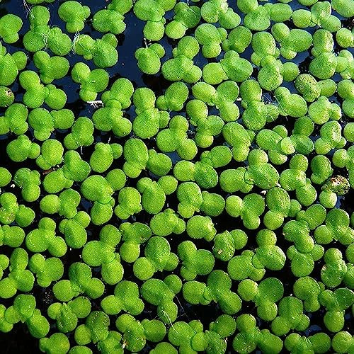 Aquatic Discounts - 2000+ Live Duckweed – Vibrant Green Floating Plants for Aquariums, Ponds, aquaponics! Great Food for KOI, Goldfish, Turtles, Cichlids! Improves Water Quality! Buy 2 G E T 1 Free!