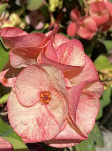 Euphorbia milii (Corona di Cristo o Spina di Cristo), vaso 16 Cm - Pianta semi-succulenta