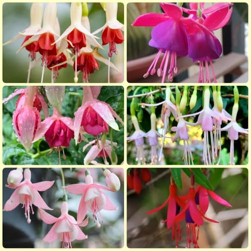 Semi di fucsia, regali da giardino per le donne Ibrida fucsia, semi di d'appartamento per giardinieri 500pcs