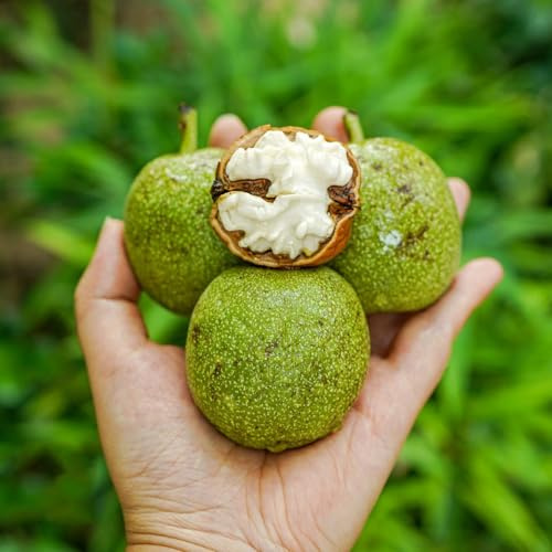 walnussbaum walnusskerne - grünpflanzen zimmerpflanzen gartenkräuter kletterpflanze kräuterpflanzen biosaatgut wintergemüse nuts bonsai topf balkon deko pflanztöpfe winterharte stauden 5samen