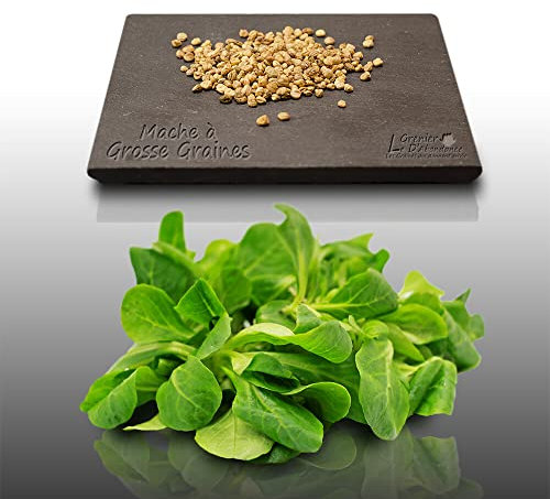 250 graines à semer - Le Grenier d'Abondance - MACHE A grosse graine - Valerianella locusta