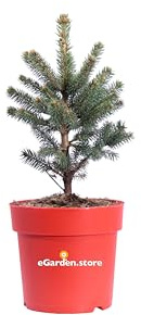 Pianta di Picea Pungens Blue o Abete Blu diverse grandezze albero ornamentale da esterno Abete vero decorativo venduto da eGarden.store (Vaso 19 cm)