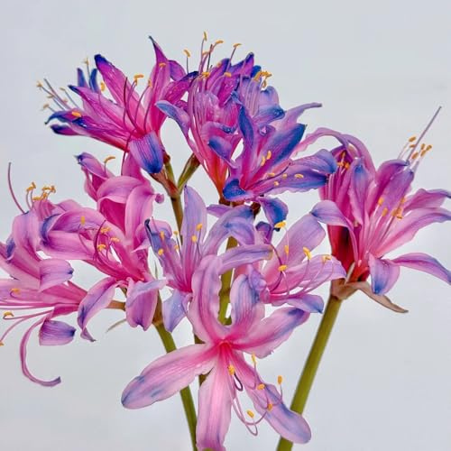 Lirio araña - Lycoris radiata decoración 4bulbos