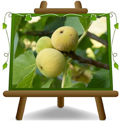 EURO PLANTS VIVAI Fico Paradiso Pianta da Frutto su Vaso da 26 cm- Altezza 180-200 cm - Età 4 Anni