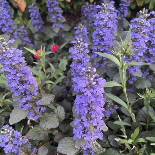 Prunella vulgaris braunelle winterharte garten deko nachhaltige geschenke bodendecker kräuterpflanzen bio bodendecker gartenkräuter seltene bonsai wildkräuter indoor kräutergarten 200samen