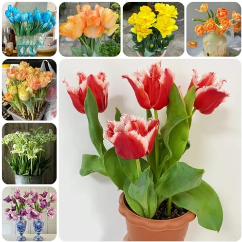 Bulbi di tulipano, vecchie varietà bulbi di primaverili da giardino di regali per gli amanti del giardino 10pcs