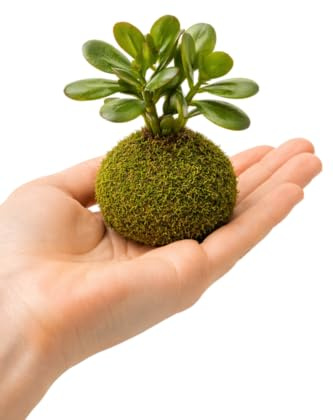 Planta de Jade Natural en Kokedama DECOALIVE Interior