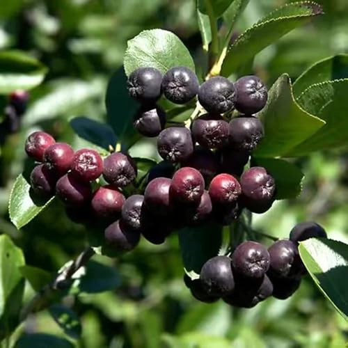 Aronia melanocarpa - nera giardino resistenti in vaso decorazione a 350semi
