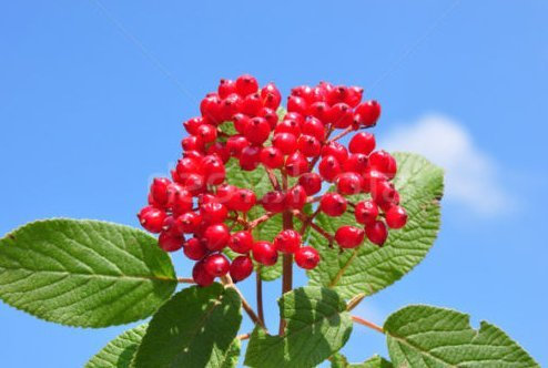 Seeds Fresh lantana 25 + Semi (Viburnum Lantana) arbusto ornamentale