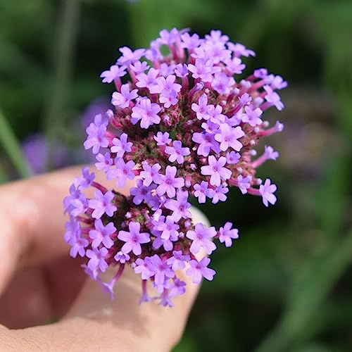 eisenkraut exotische zimmerpflanzen kräutersamen blumenstauden winterhart schnittblumen blumenwiese herbstaussaat mehrjährig kräutergarten blumendeko küchenkräuter heilkräuter 1500samen