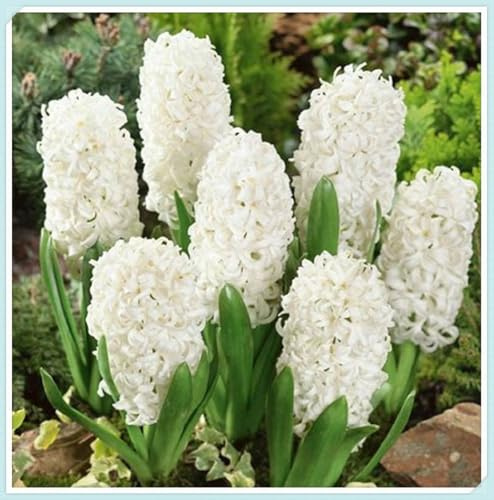 Natural Organic,Cut Flowers, Hyacinth Bulbs for Planting, Greening Flower, Good for Containers, Excellent Display-5 Bulbs-I