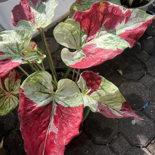caladio - balcón cama elevada de jardín balcón invernadero reverdecimiento tejados jardín perennes resistentes semillas trepadoras resistentes al 150pcs