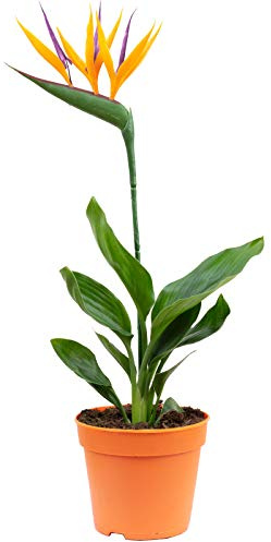 Paradiesvogelblume mit Kunstblüte - Strelitzia Reginae - Höhe ca. 35-40 cm, Topf-Ø 13 cm