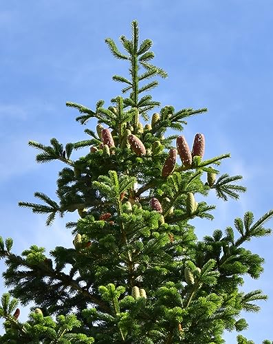 20 Samen Weißtanne, Abies alba, Baum Samen, Tanne, Nadelbaum, Waldbaum
