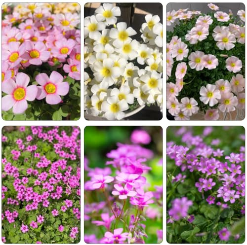 bulbos Oxalis triangularis - de oficina decoración de balcones Camas elevadas para el jardín bonsái cama elevada prado jardín rocas interior 11pcs