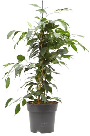 Verdecora Ficus Danielle en maceta de 3L | Ficus benjamina Danielle | Planta de Interior con Follaje Brillante y Elegante | Ideal para Hogares y Oficinas